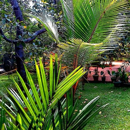 Nethmi Homestay Σιγκιρίγια Εξωτερικό φωτογραφία